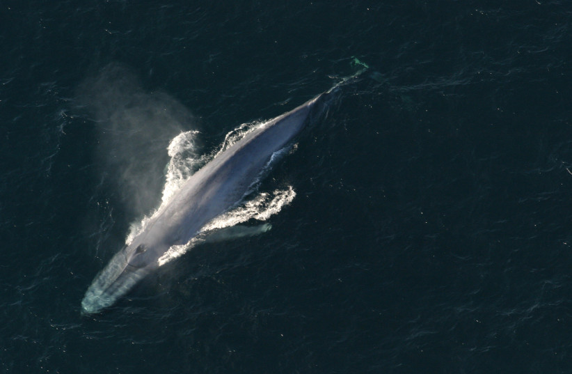  A blue whale surfaces to breathe in an undated picture from the US National Oceanic and Atmospheric Administration (credit: REUTERS/NOAA/HANDOUT VIA REUTERS)
