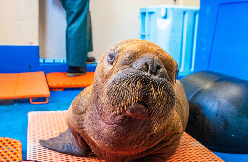 walrus calf found alone and miles from the ocean on Alaska’s North Slope is getting bottle fed and receiving round-the-clock ''cuddling'' from animal welfare workers who are trying to keep the 1-month-old alive. (credit: Kaiti Grant/Alaska SeaLife Center)