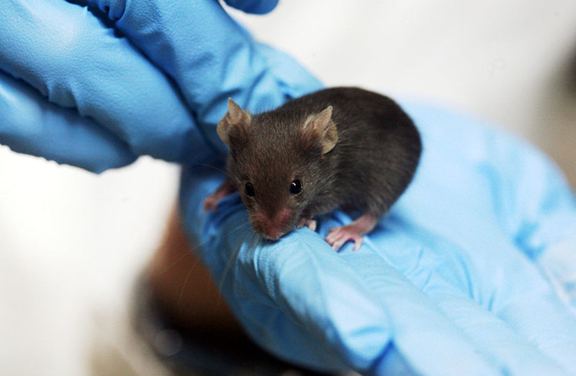  A small brown mouse model is held by gloved hands. (credit: Wikimedia Commons)