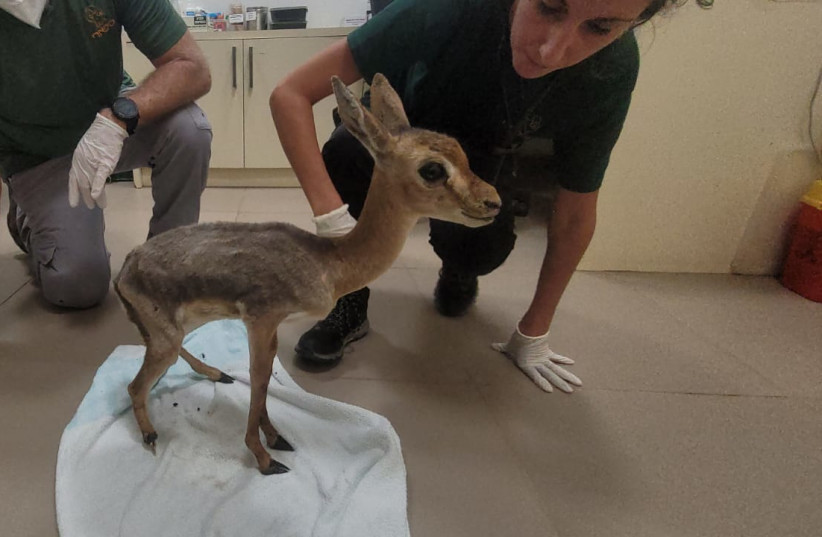  An injured fawn rescued by police and the Nature and Parks Authority (credit: NATURE AND PARKS AUTHORITY)