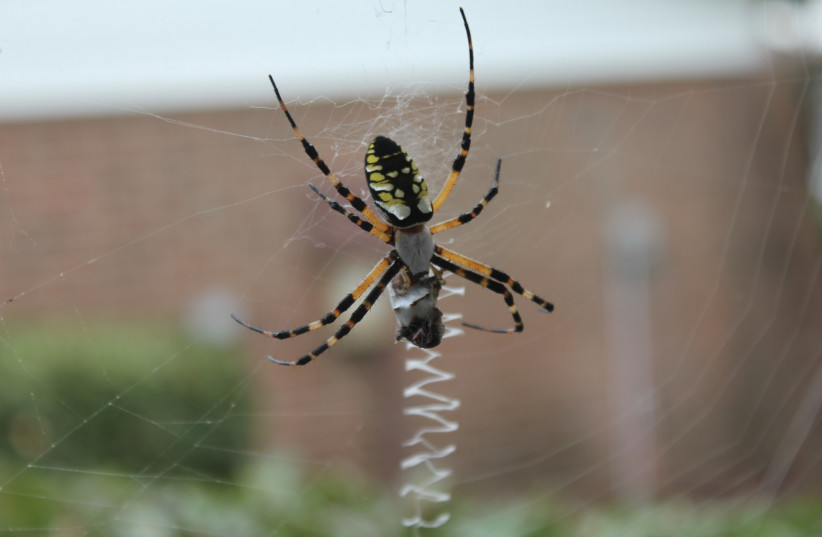  A banana spider. (credit: Wikimedia Commons)