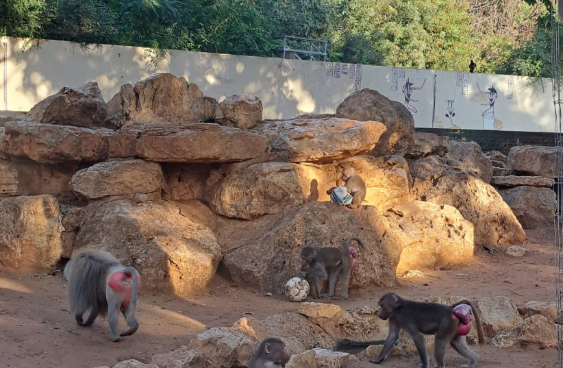  Animals at Ramat Gan safari enjoy a game of soccer (credit: Courtesy)