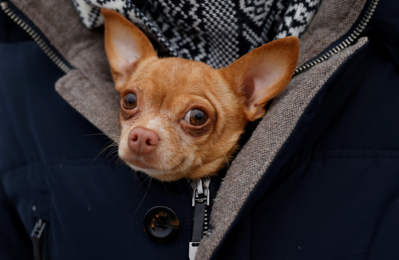 A Chihuahua dog looks on during celebrations of Maslenitsa, a pagan holiday, marking the end of the winter in the village of Nikola Lenivets in Kaluga region, Russia March 13, 2021. (credit: MAXIM SHEMETOV/REUTERS)