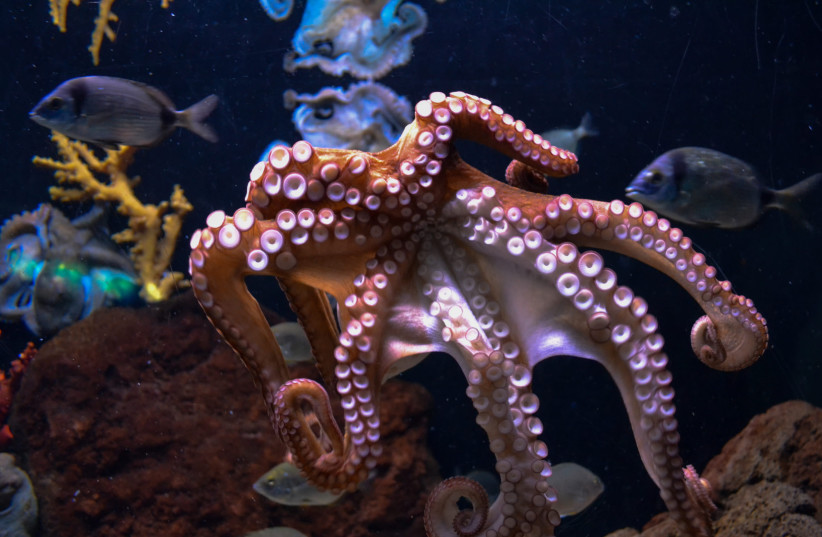  The suction cups on an octopus' arms are visible as it floats in blue water. (credit: PXFUEL)