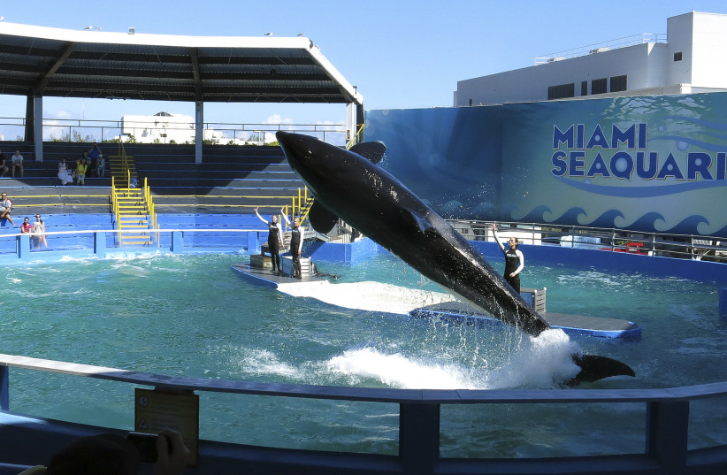  Lolita the Killer Whale performs during a show at the Miami Seaquarium in Miami January 21, 2015. (credit: ANDREW INNERARITY / REUTERS)