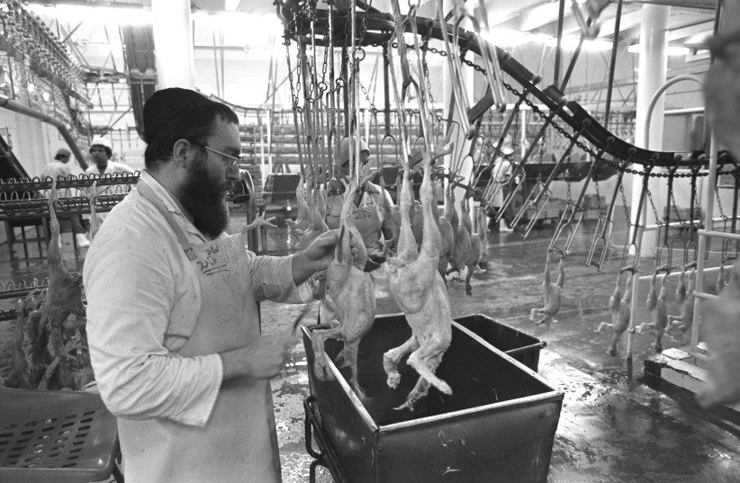  A kashruit supervisor checks chickens during the freezing process. (credit: Moshe Milner/GPO)