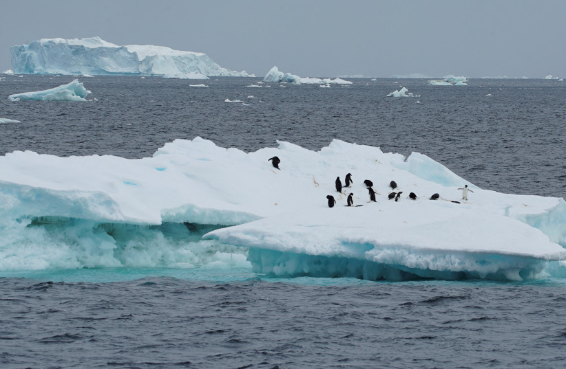  Penguins are seen on an iceberg as scientists investigate the impact of climate change on Antarctica's penguin colonies, on the northern side of the Antarctic peninsula, Antarctica January 15, 2022. (credit: REUTERS/Natalie Thomas/File Photo)