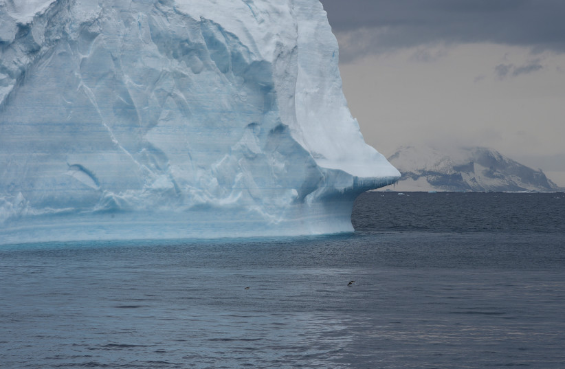  Penguins swim in the sea as scientists investigate the impact of climate change on Antarctica's penguin colonies, on the northern side of the Antarctic peninsula, Antarctica January 15, 2022. (credit: REUTERS/Natalie Thomas/File Photo)