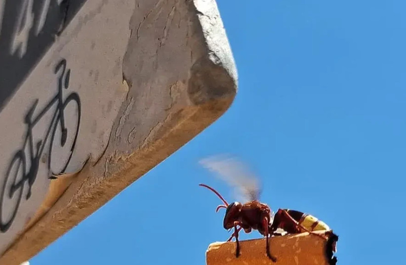  A wasp is seen carrying a cigarette butt in the Ramon crater. (credit: Oded Shikler via Walla)