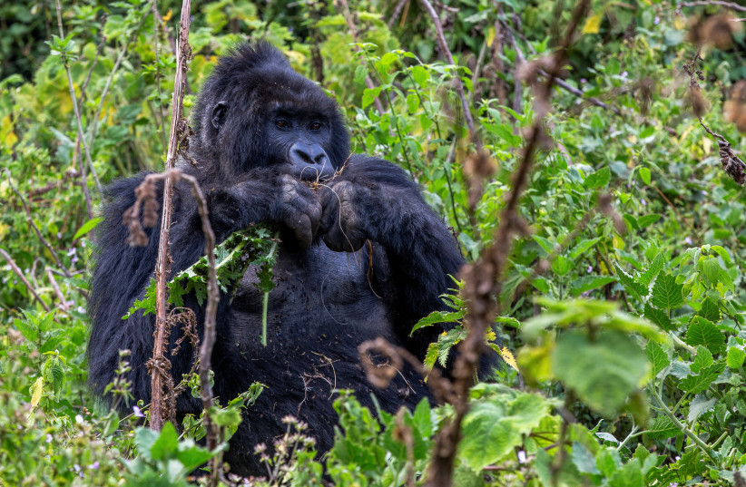  An endangered high mountain gorilla eats in the forest within the Volcanoes National Park near Kinigi, Musanze District, Rwanda, August 31, 2023. (credit: REUTERS)