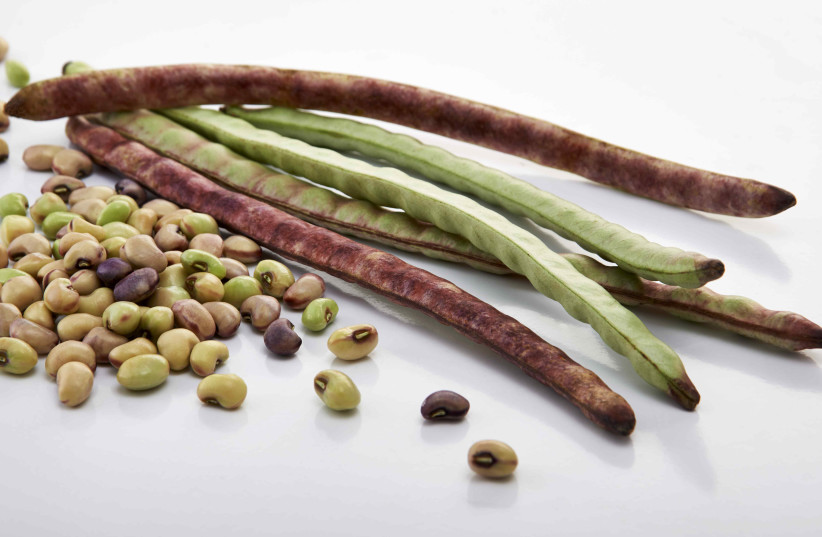  Black-eyed-peas with their pods. (credit: Better Pulse)
