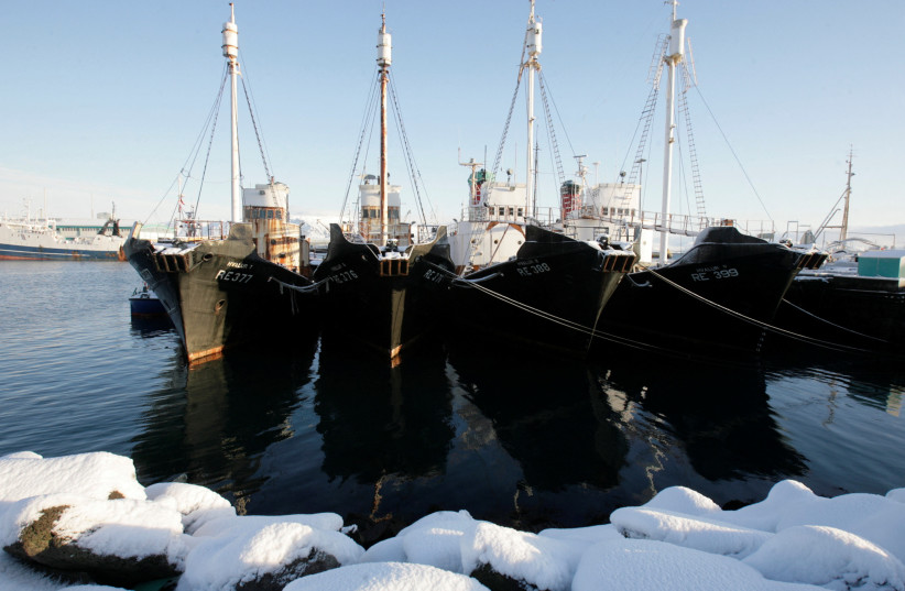  Whaling ships are seen docked at a wharf in Reikjavik January 29, 2009.  (credit: REUTERS)