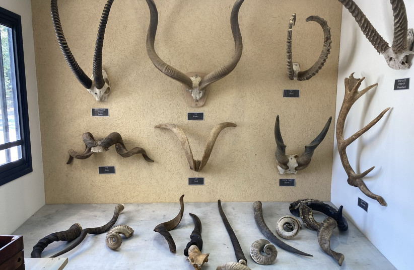  Horns on display at the Kol Shofar Gallery, Moshav Ramat Yoav, Israel. (credit: Aaron Poris/The Media Line)