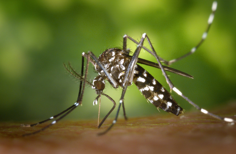  Asian tiger mosquito, Aedes albopictus, beginning its blood-meal (credit: James Gathany/CDC/Wikimedia Commons)