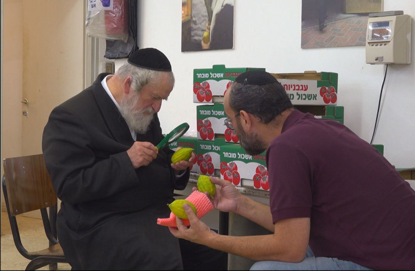 Prospective buyers examine etrogs for imperfections at Nachum Lurie's etrog orchard in Kfar Chabad, Israel.