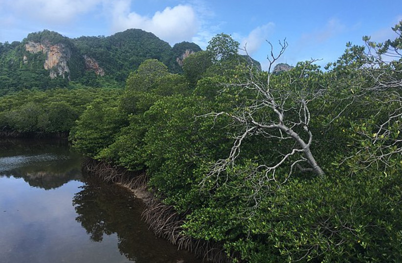  Mangrove Ko Phi Phi Don (credit: WIKIMEDIA)