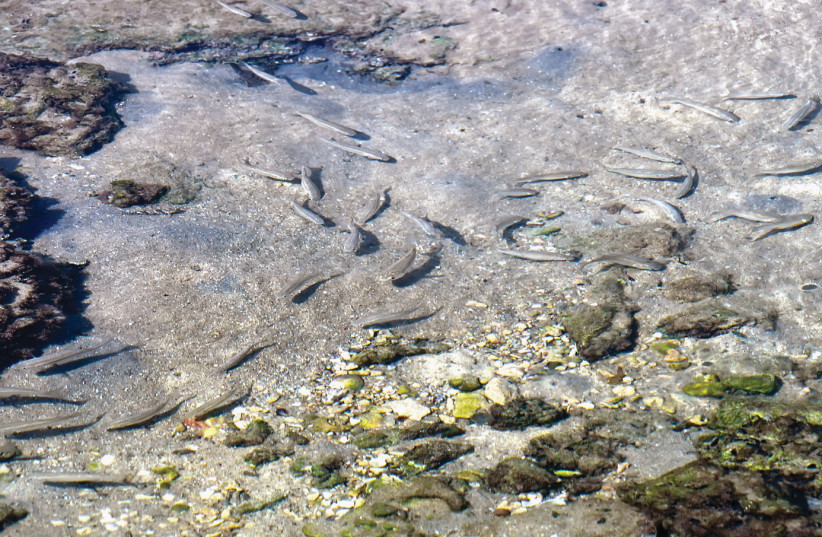  Fish swimming in rock pools. (credit: ITSIK MAROM)