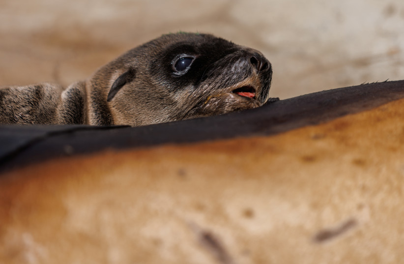 A one day old sea lion pup leans on its sick mother at the Marine Mammal Care Center, as its mother recovers from toxic algae that is being blamed for causing sickness to sea lions and dolphins along the coast of Southern California, in San Pedro, California, U.S., June 23, 2023. (credit: MIKE BLAKE/REUTERS)