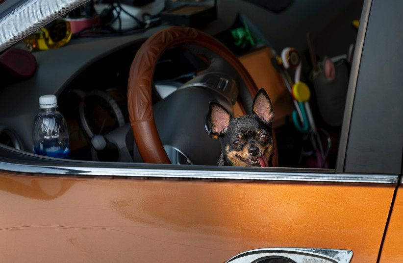 A dog sitting behind the wheel of a car. (Illustrative) (credit: PEXELS)
