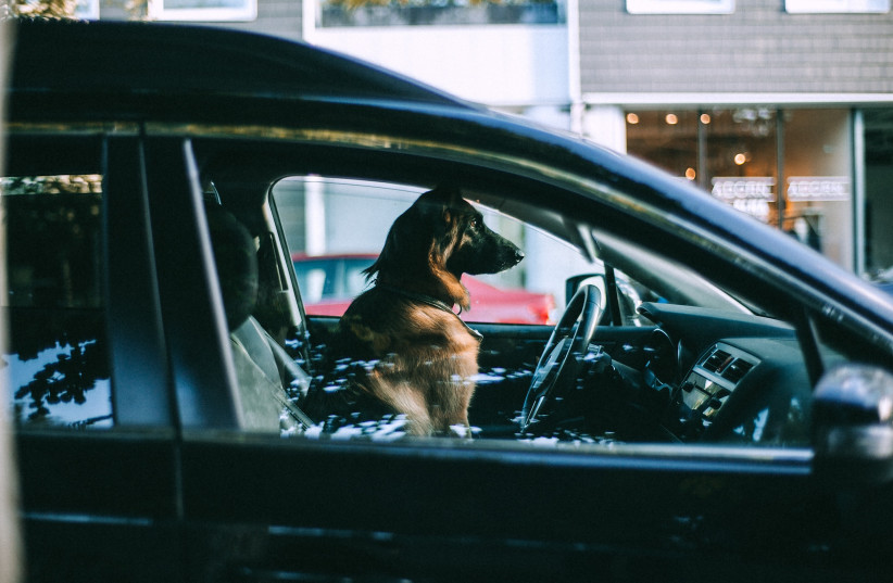  A dog sitting behind the wheel of a car. (Illustrative) (credit: PEXELS)