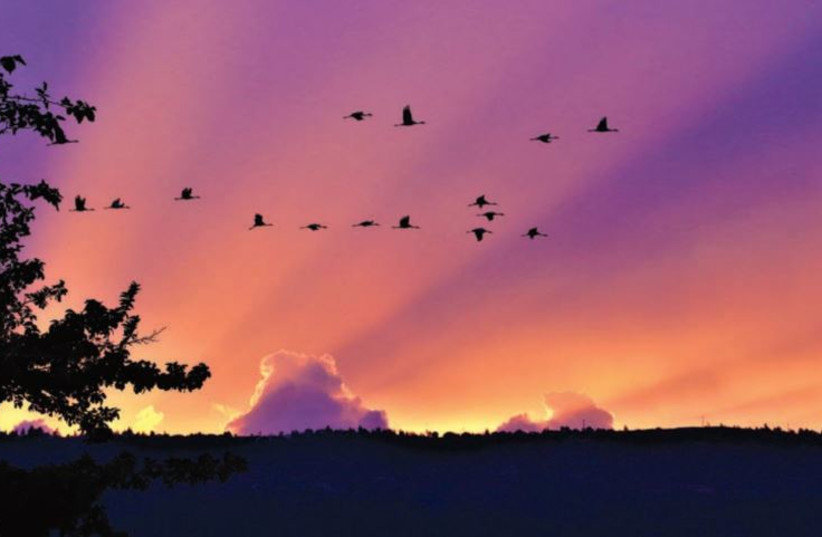 Glossy ibises flying over the Hula Valley at sunset. (credit: JULIAN ALPER)