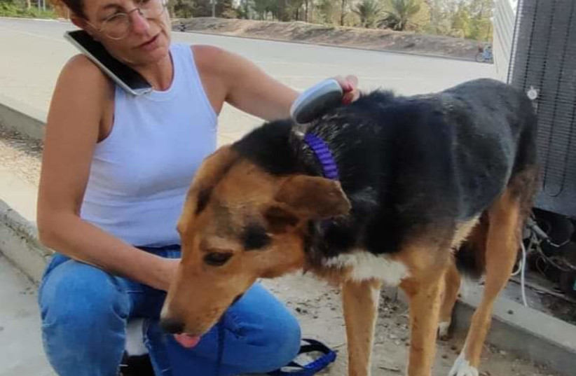  A dog rescued after Hamas attack. (credit: Dr. Anat Lichter-Peled)