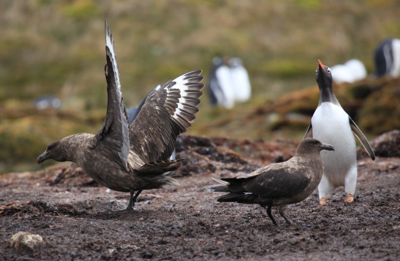Two Brown Skuas and a wary Gentoo Penguin at Godthul, South Georgia, British Overseas Territories, UK. (credit: Liam Quinn/Wikimedia Commons)