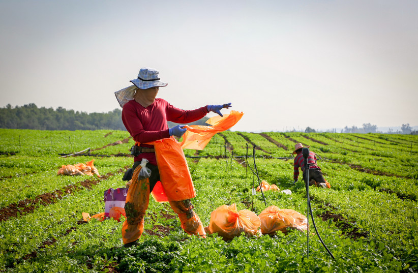  Foreign workers seen working in the fields near the Israeli town of Bet Shemesh, November 13, 2016. (credit: YAAKOV LEDERMAN/FLASH90)