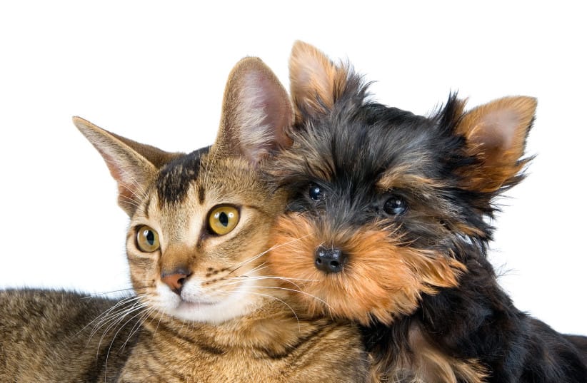  Cats and dogs, illustrative (credit: Flickr/Douglas Sprott)