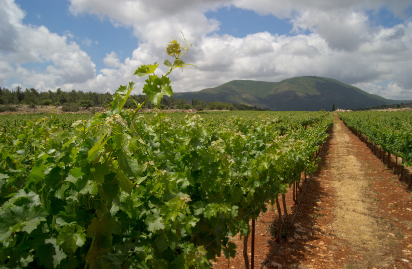  KAYOUMI VINEYARD in the Upper Galilee, under fire in 2006, produced an award-winning wine. (credit: CARMEL WINERY)
