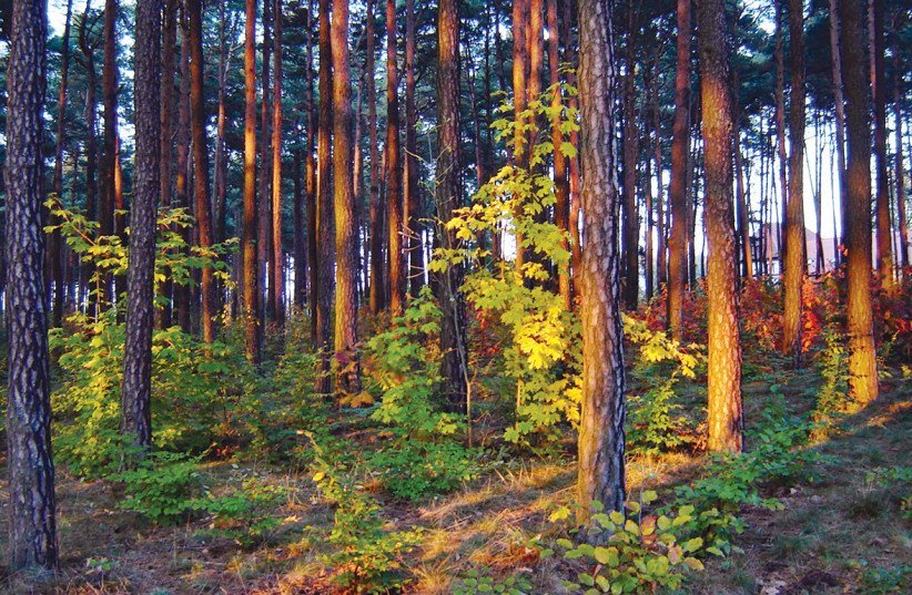 LOWER SILESIAN Forest