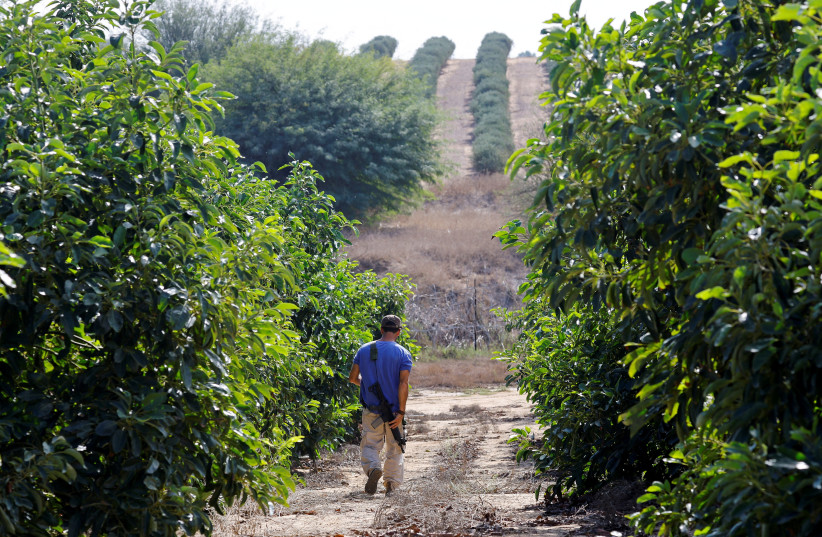An Israeli volunteer walks with a weapon as he helps farmers from Kibbutz Beeri, Israel, to pick avocados from their land as part of an initiative to help farmers from Kibbutzes in Israel near the border with Gaza to pick the crops after the October 7 deadly attack by Hamas gunmen from Gaza in the K (credit: Alexander Ermochenko/Reuters)