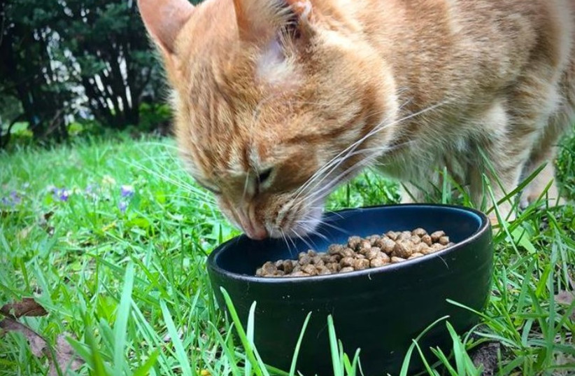  When cats overeat and gain weight, it affects their digestive system and gut microbiota, University of Illinois researchers found. (credit: Lauren Quinn, University of Illinois)