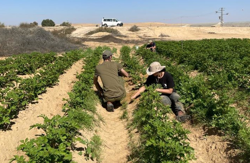  Volunteers work on Israeli farms. (credit: IDF SPOKESPERSON'S UNIT)