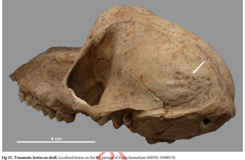 Traumatic lesion on skull. Localist lesion on ancient Egyptian baboon skull. (credit: PLOS ONE)