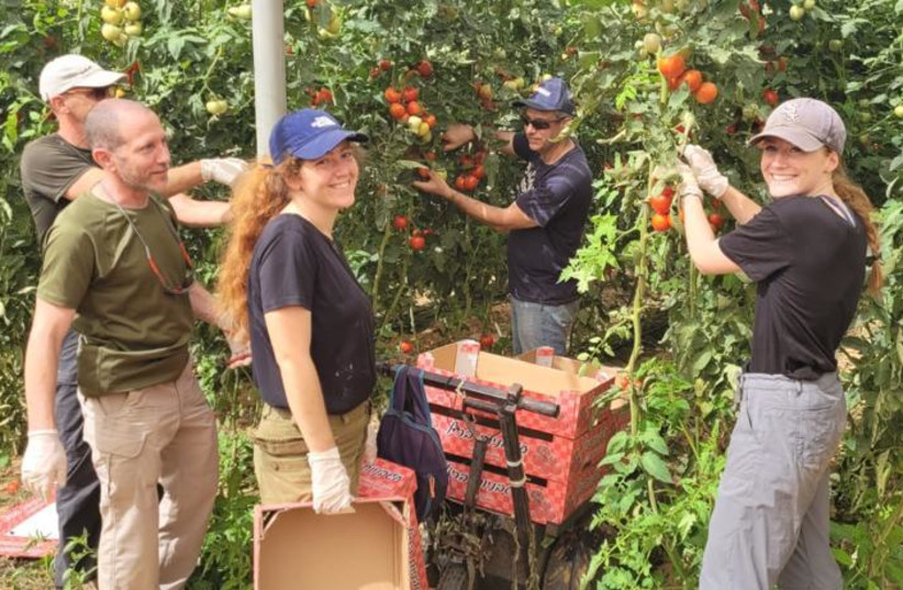  Volunteers harvesting tomatoes in Moshav Yated. (credit: Hashomer Hachadash)