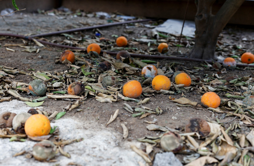  Citrus fruits decompose outside a house, following the deadly October 7 attack by gunmen from Palestinian terrorist group Hamas from the Gaza Strip, in Kibbutz Kfar Aza in southern Israel November 21, 2023.  (credit: REUTERS/JAMES OATWAY)