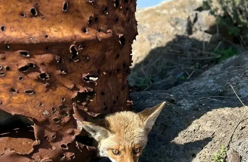  The barrel was placed in the fire area, and the fox entered it to hide (credit: Nature and Parks Authority / Sapir Arzi)