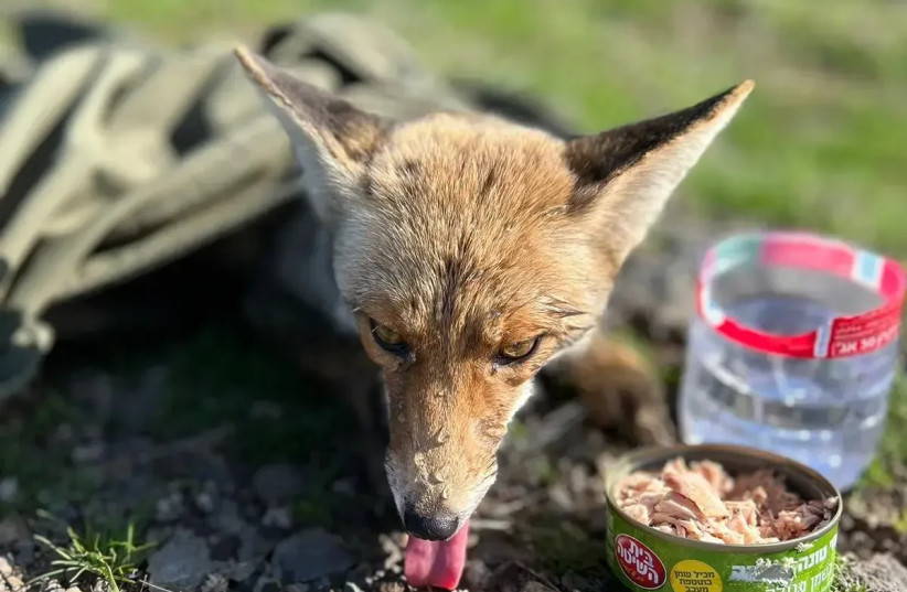  The fox is resting after being rescued. A ''bowl'' of water and tuna was left next to him (credit: Nature and Parks Authority / Sapir Arzi)