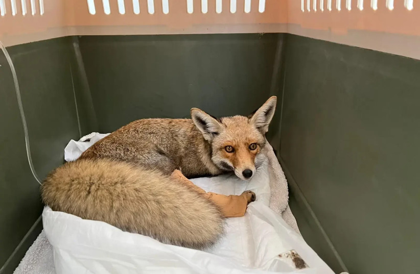 ''The vigilance of the soldiers saved the poor fox's life'' (credit: Mai Abrahami, NATURE AND PARKS AUTHORITY)