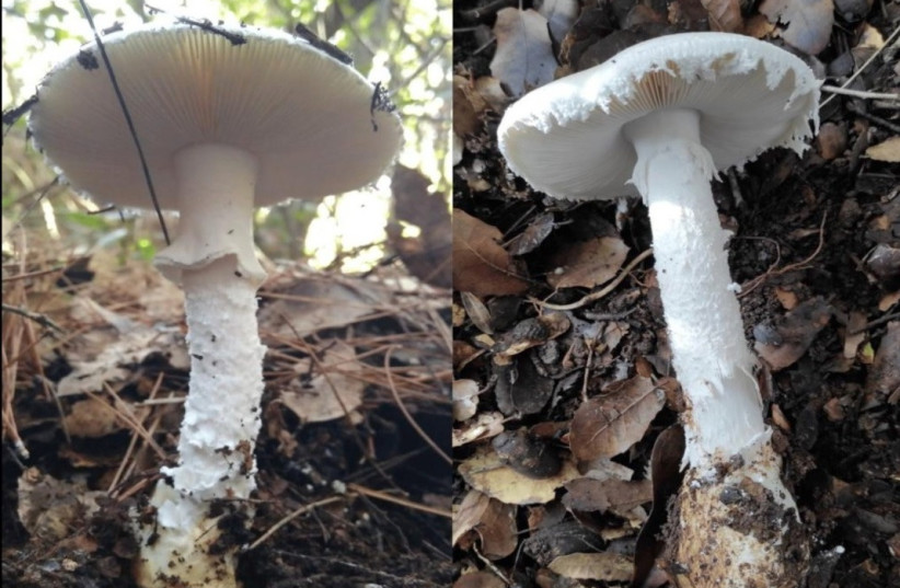  The “false artist” mushroom  on LEFT – highly toxic. The “false artist” mushroom  on LEFT – highly toxic. On RIGHT -The “swamp artist” mushroom - not poisonous but not recommended for consumption (credit: Yaniv Segal/Israel Poison Information Center)