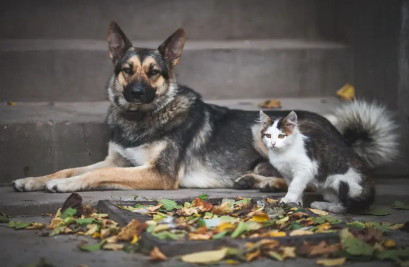 Cold dogs and cats - this is how we will help our pets get through the winter easily (credit: INGIMAGE)