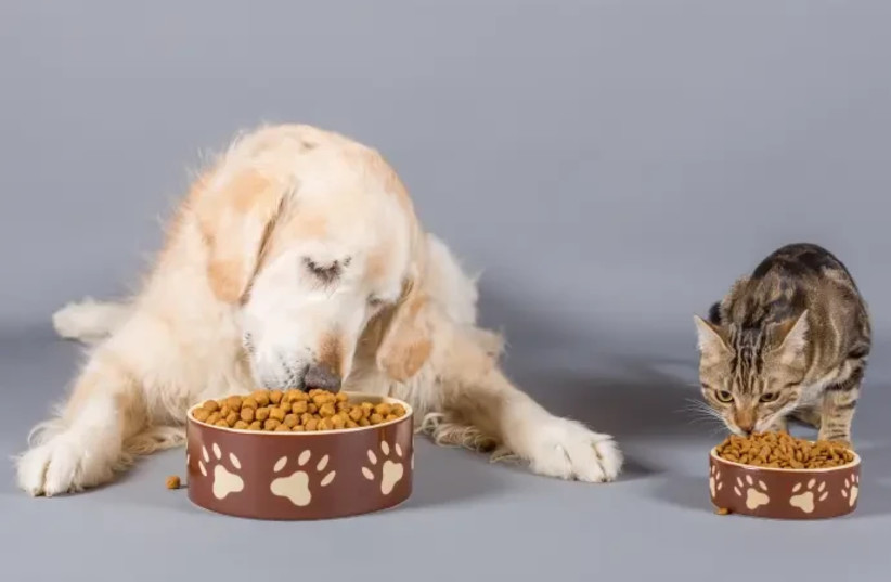  Excessive eating in dogs and cats (credit: INGIMAGE)