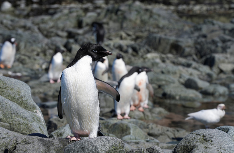  Adelie penguins are seen as scientists investigate the impact of climate change on Antarctica's penguin colonies, on the eastern side of the Antarctic peninsula, Antarctica January 17, 2022.  (credit: REUTERS / NATALIE THOMAS)
