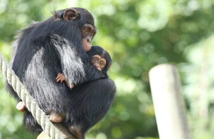  Bonobos and chimps that participated in the study looked significantly longer at pictures of their previous groupmates (credit: LAURA SIMONE LEWIS)