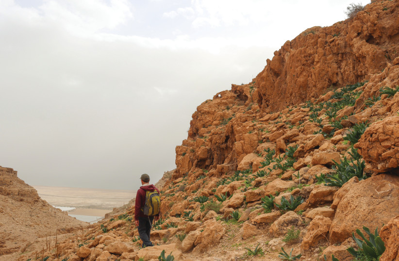  NAHAL QUMRAN near the Dead Sea.  (credit: SUSANNAH SCHILD)