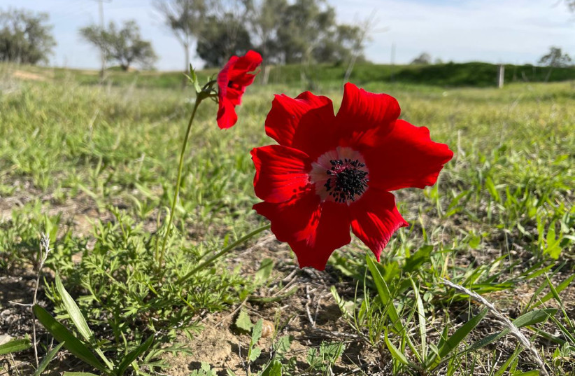  First red anemone in the western Negev. (credit: OMRI SELNER / SOCIETY FOR THE PROTECTION OF NATURE IN ISRAEL)