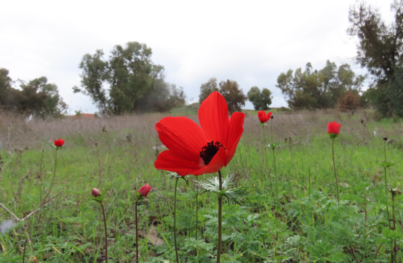 First red anemones in the western Negev. (credit: YITZHAK COHEN / SOCIETY FOR THE PROTECTION OF NATURE IN ISRAEL)