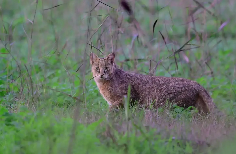  Israel is at the limit of the westernmost distribution of this species. The swamp cat yesterday in the Hula valley (credit: Liron Shapira, SOCIETY FOR THE PROTECTION OF NATURE IN ISRAEL)