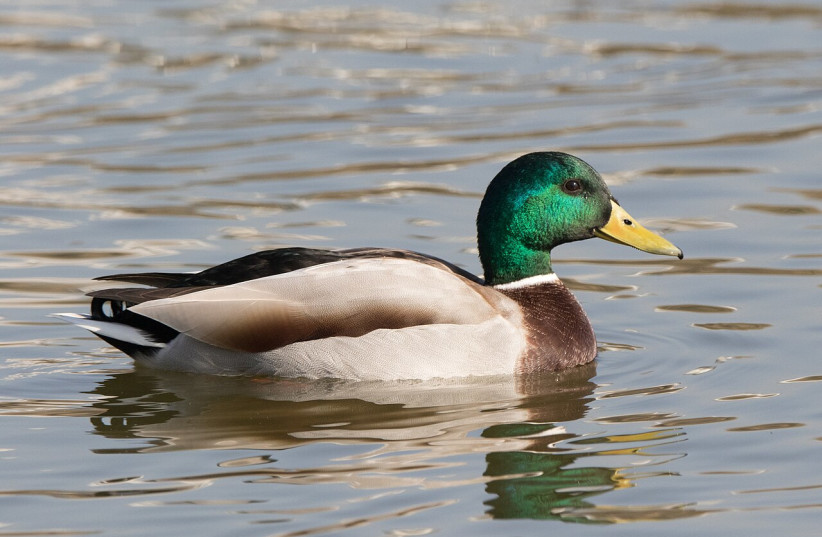  A mallard, also known as a wild duck (Illustrative). (credit: Wikimedia Commons)